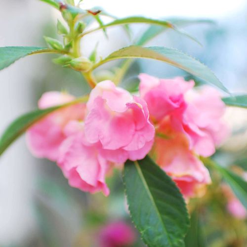ホウセンカ 鳳仙花 の花言葉 色別の意味は 種類 品種 花の特徴は Greensnap グリーンスナップ
