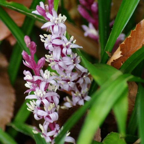 キチジョウソウ 吉祥草 の花言葉 意味や花の種類 実の特徴は Greensnap グリーンスナップ