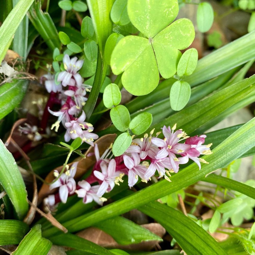 キチジョウソウ