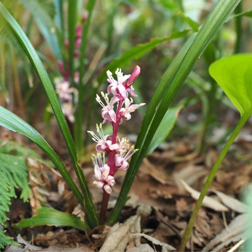 キチジョウソウ