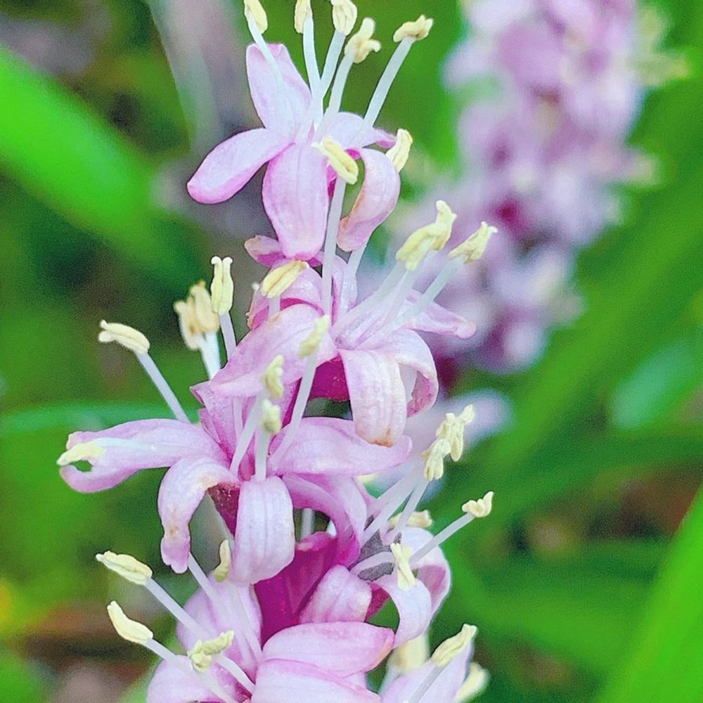 キチジョウソウ