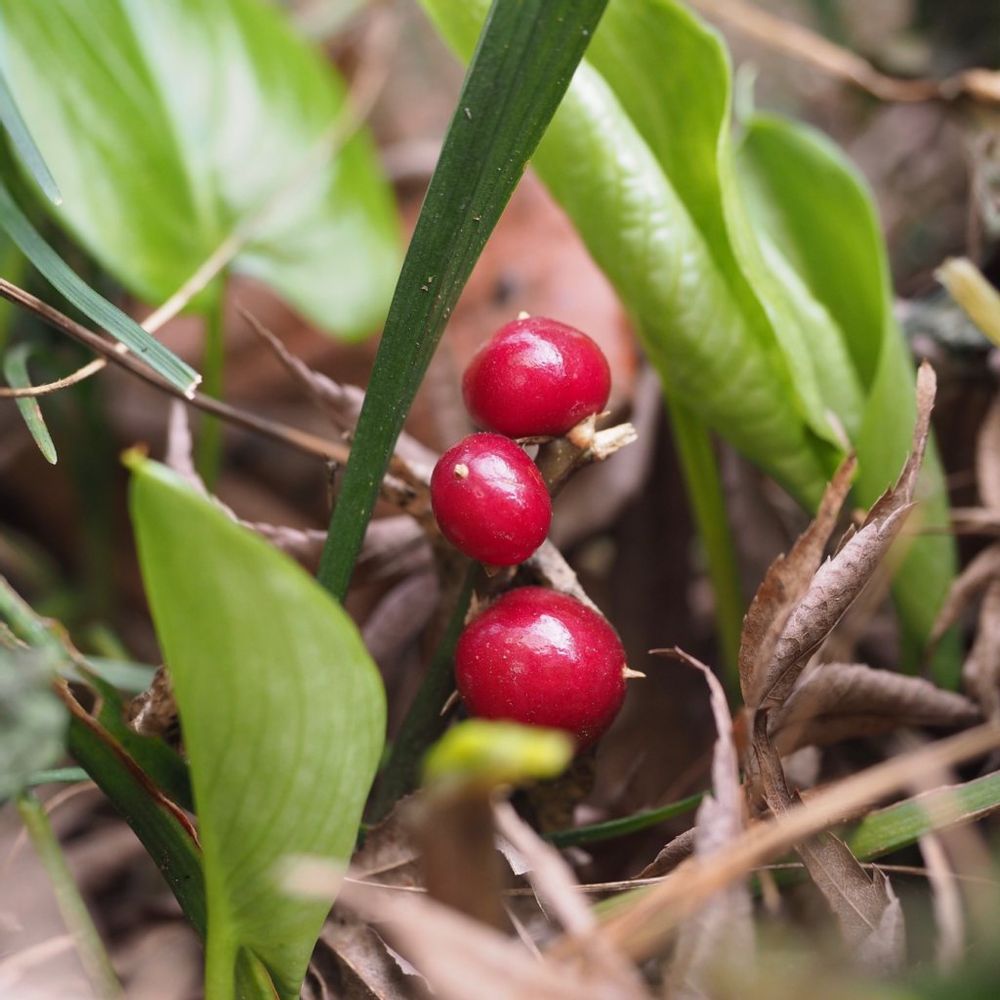 キチジョウソウ