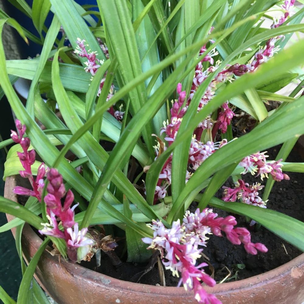 キチジョウソウ