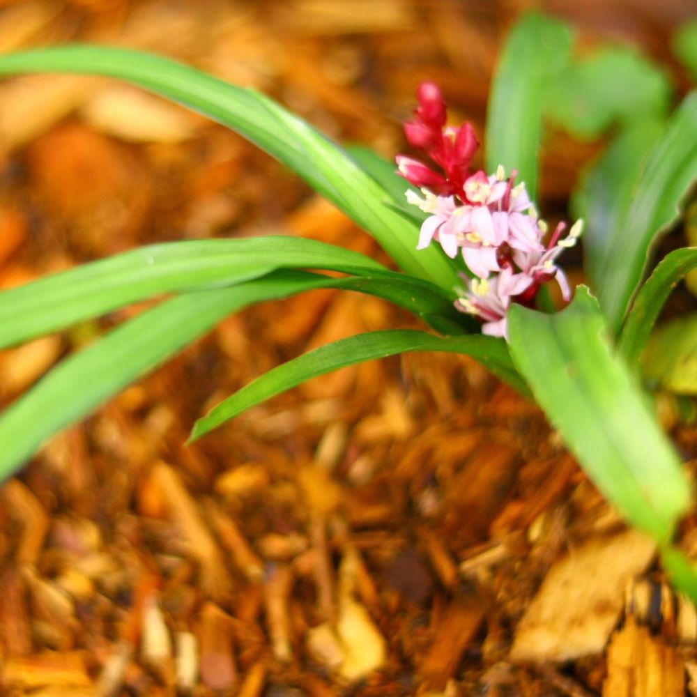 キチジョウソウ