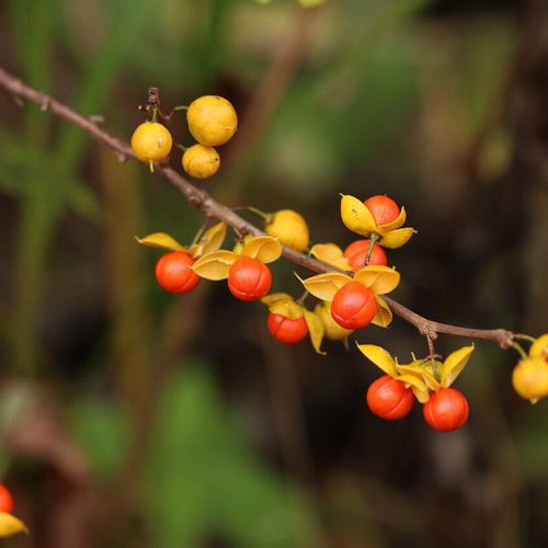 ツルウメモドキの花言葉 花や実の特徴 盆栽がおすすめ Greensnap グリーンスナップ