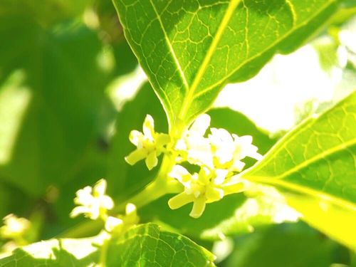 ツルウメモドキの花言葉 花や実の特徴 盆栽がおすすめ Greensnap グリーンスナップ