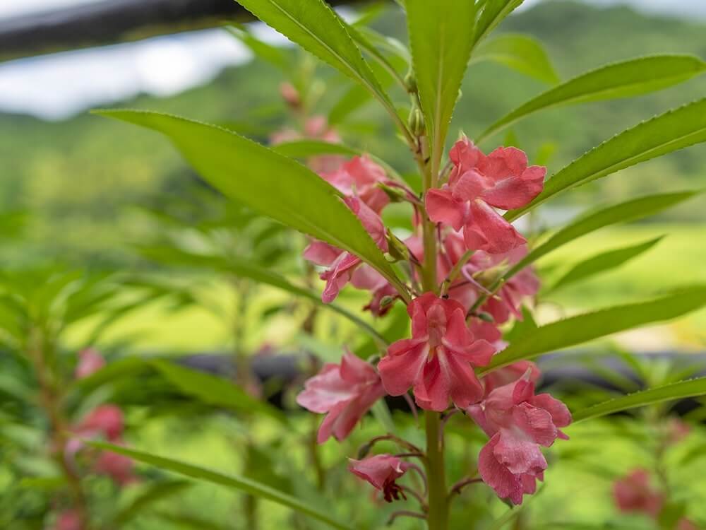 ホウセンカ 鳳仙花 の花言葉 色別の意味は 種類 品種 花の特徴は Greensnap グリーンスナップ