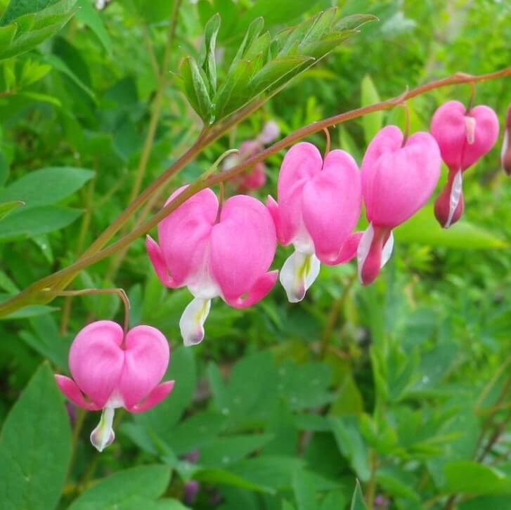 ケマンソウの花言葉 意味や花の種類 毒性がある Greensnap グリーンスナップ