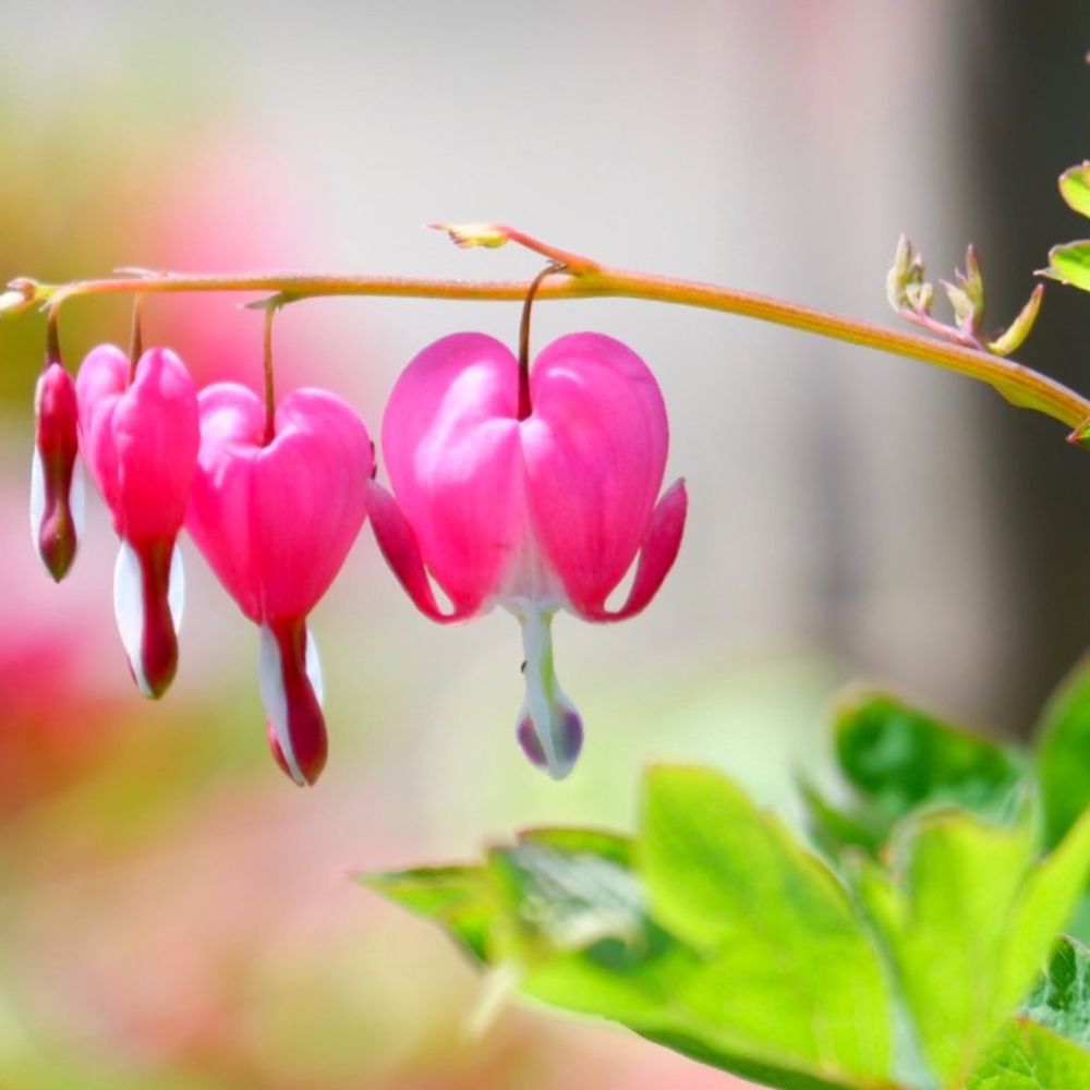 ケマンソウ　花