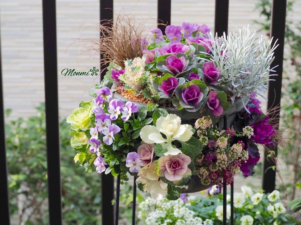 ハボタン　葉牡丹