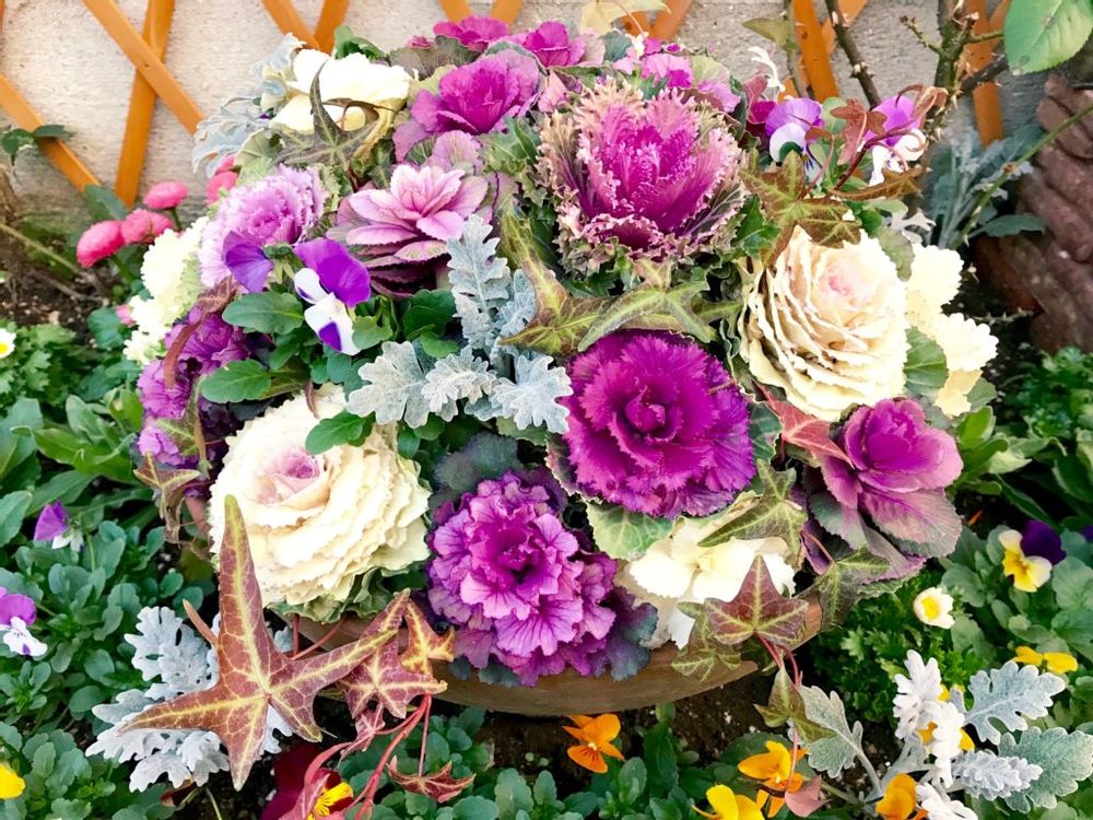 ハボタン　葉牡丹