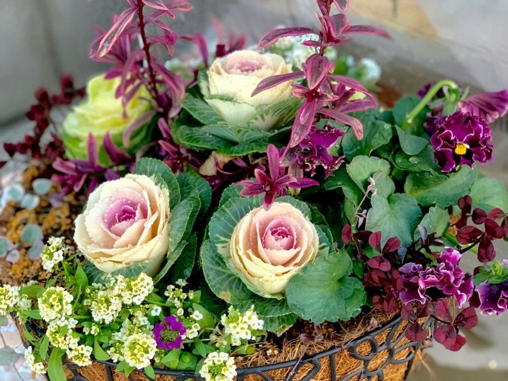 ハボタン　葉牡丹