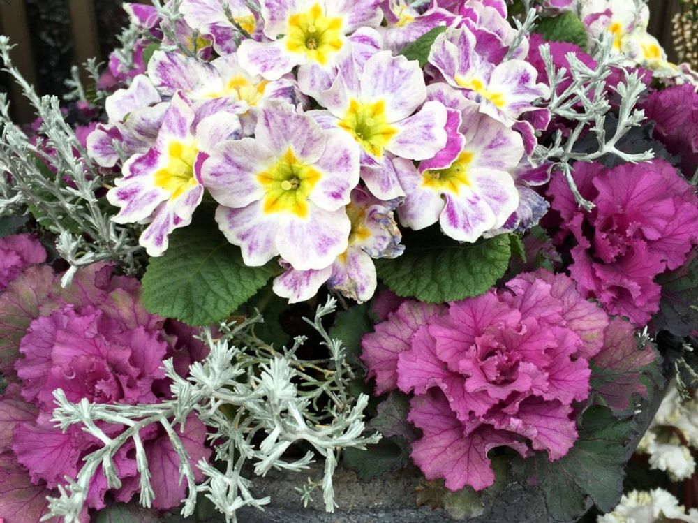 ハボタン　葉牡丹