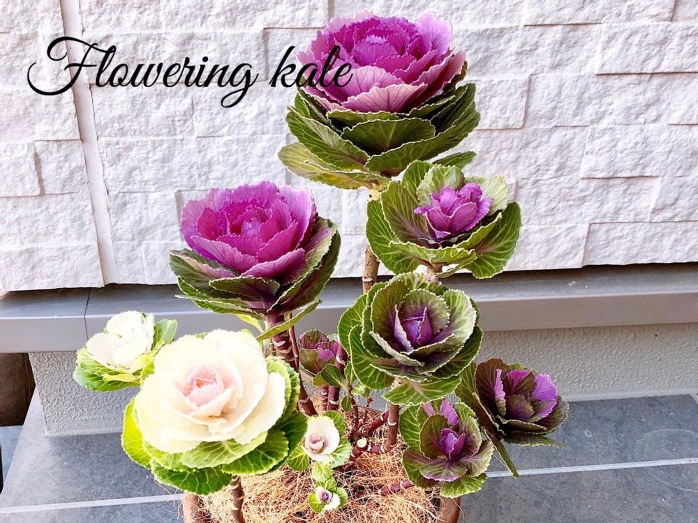 ハボタン　葉牡丹