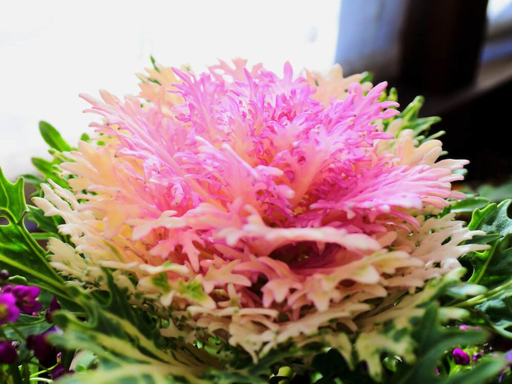 ハボタン　葉牡丹