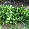 ほうれん草の花言葉｜花の特徴や種類、栄養は？の画像