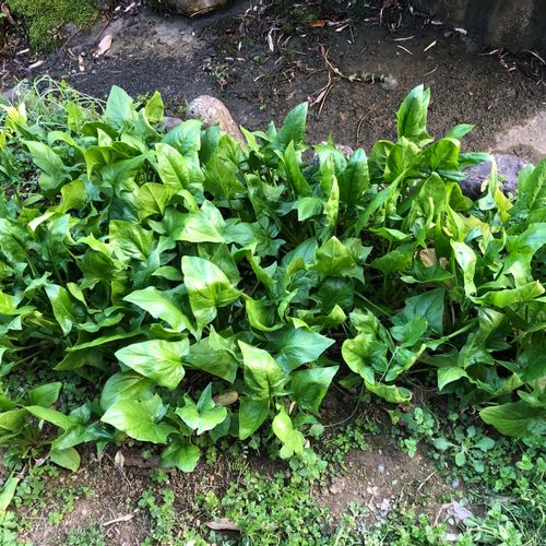 ほうれん草の花言葉 花の特徴や種類 栄養は Greensnap グリーンスナップ