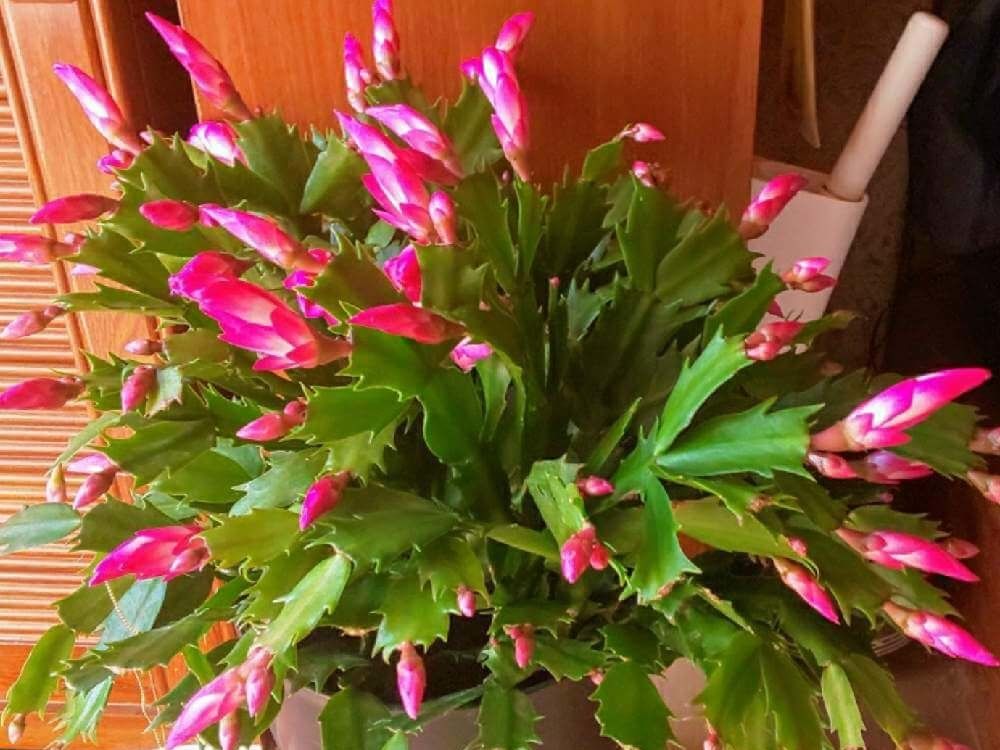 シャコバサボテン