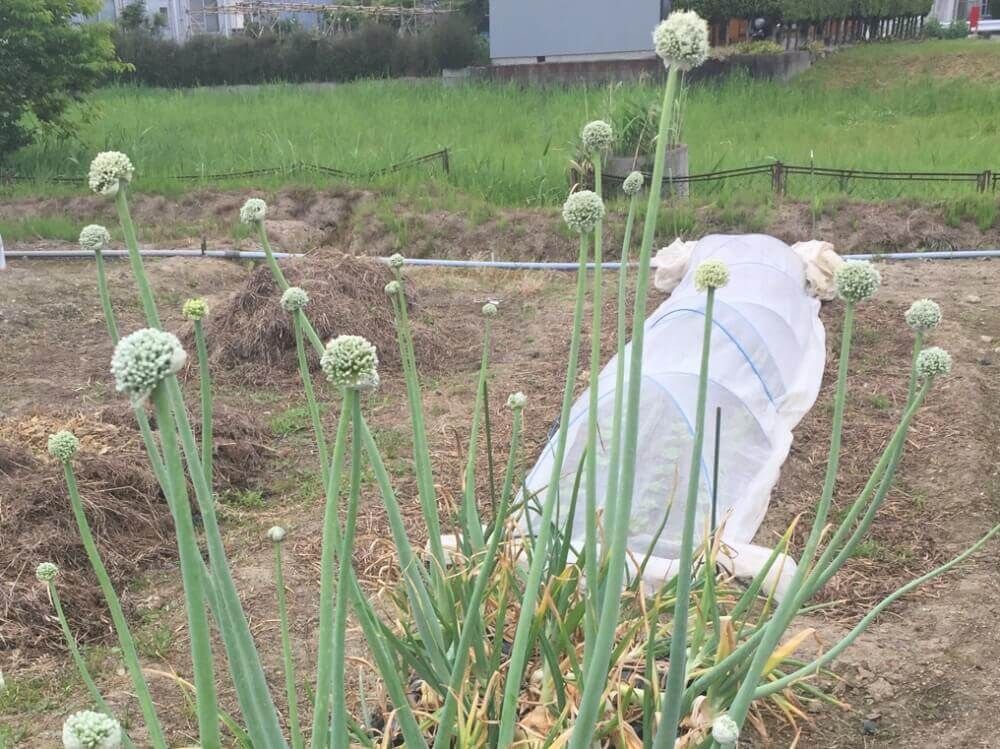 玉ねぎ　花