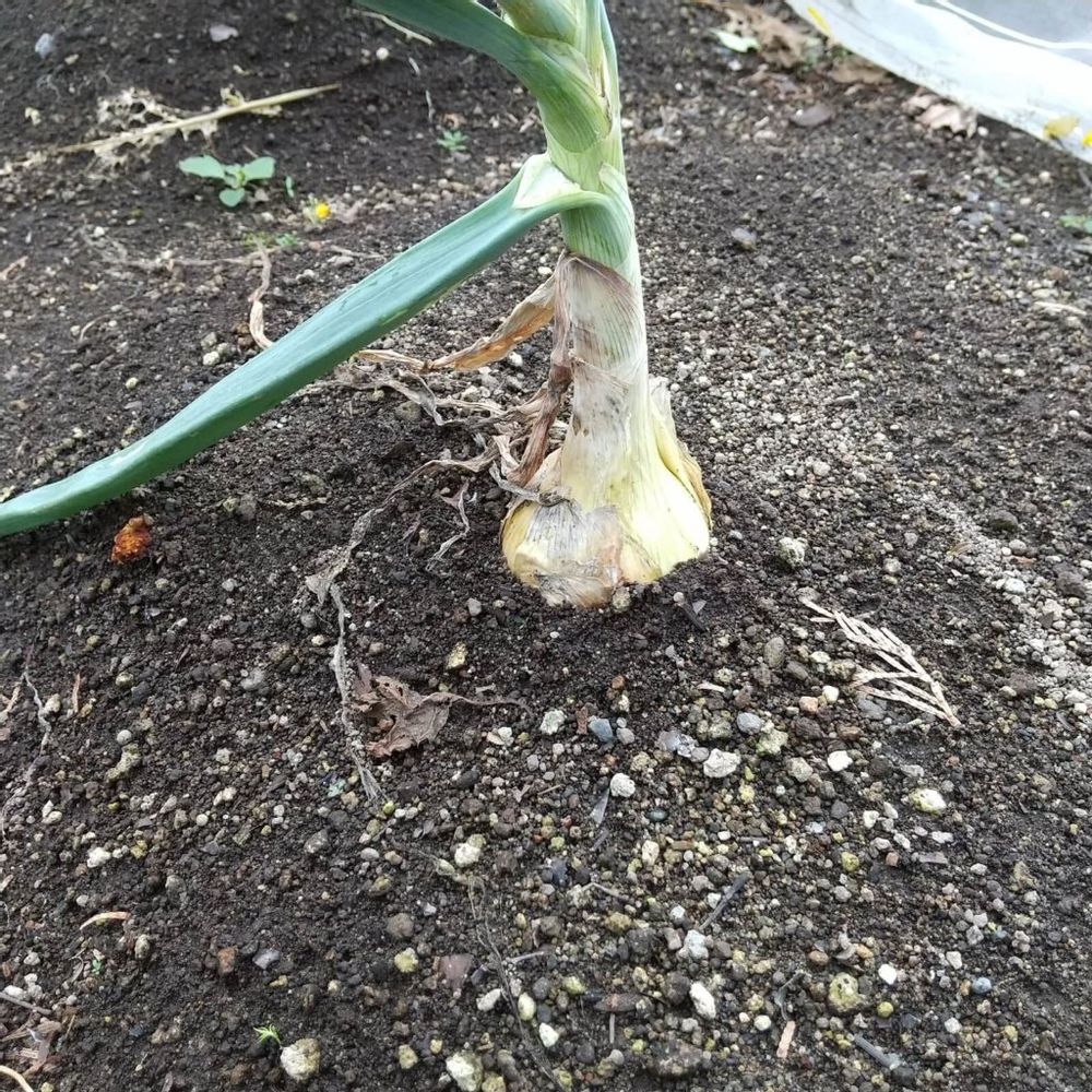 玉ねぎ