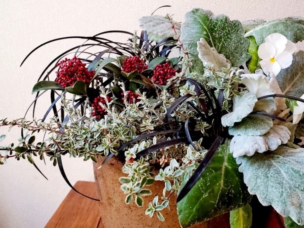 クリスマス　寄せ植え