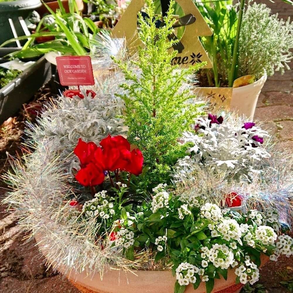 クリスマス　寄せ植え