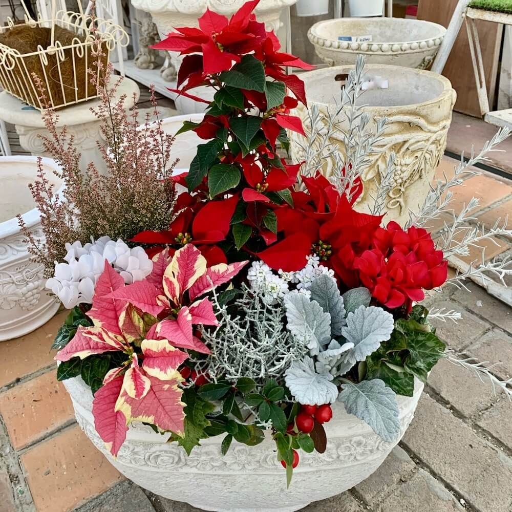 クリスマス　寄せ植え