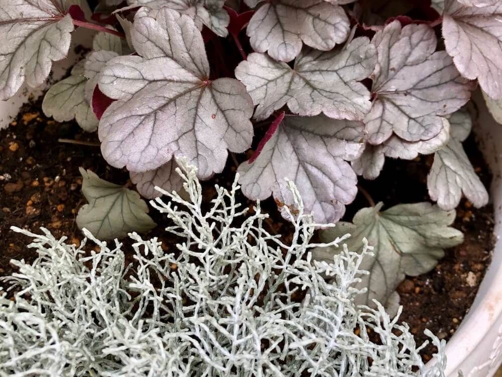 シルバーリーフ