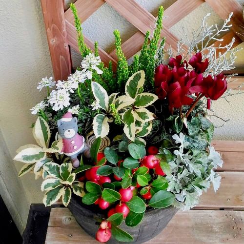 クリスマスの寄せ植え 上手な作り方のコツとおすすめ草花とは Greensnap グリーンスナップ