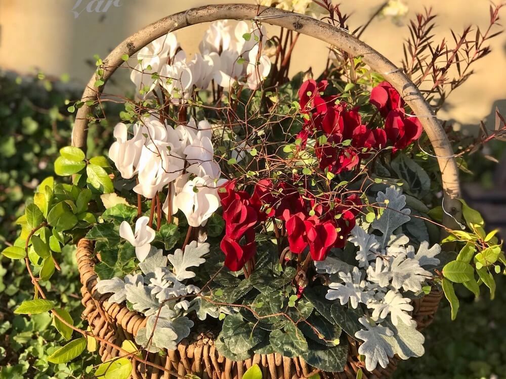 クリスマス　寄せ植え