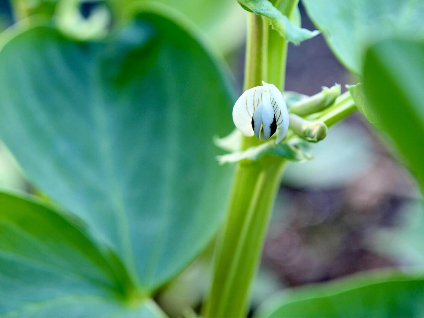 そら豆 空豆 の花言葉 花や実の特徴 種類や栄養は Greensnap グリーンスナップ