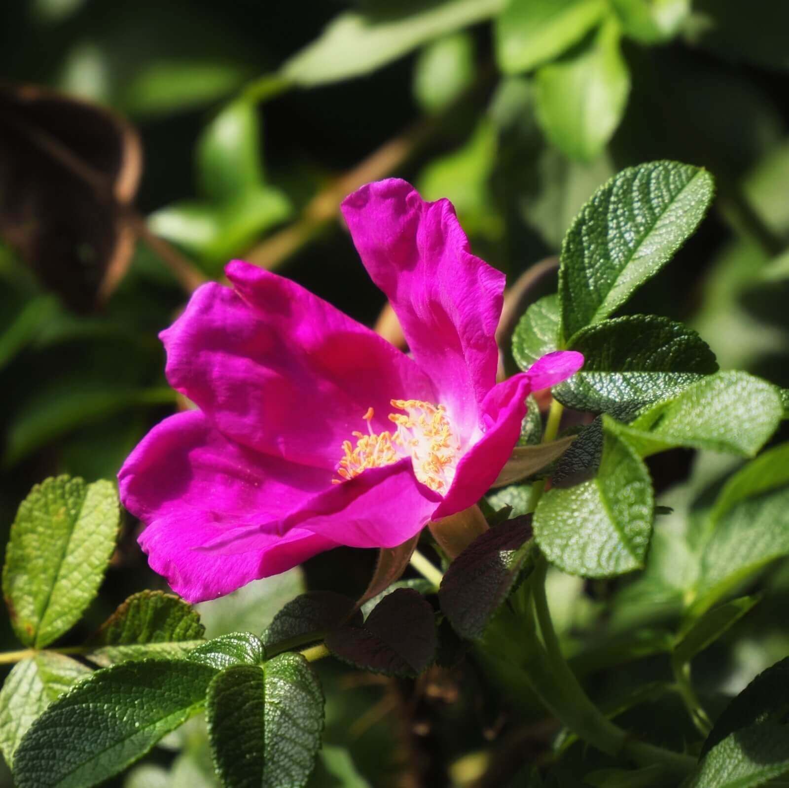 ハマナスの花言葉 意味や花の香り 実の特徴は Greensnap グリーンスナップ