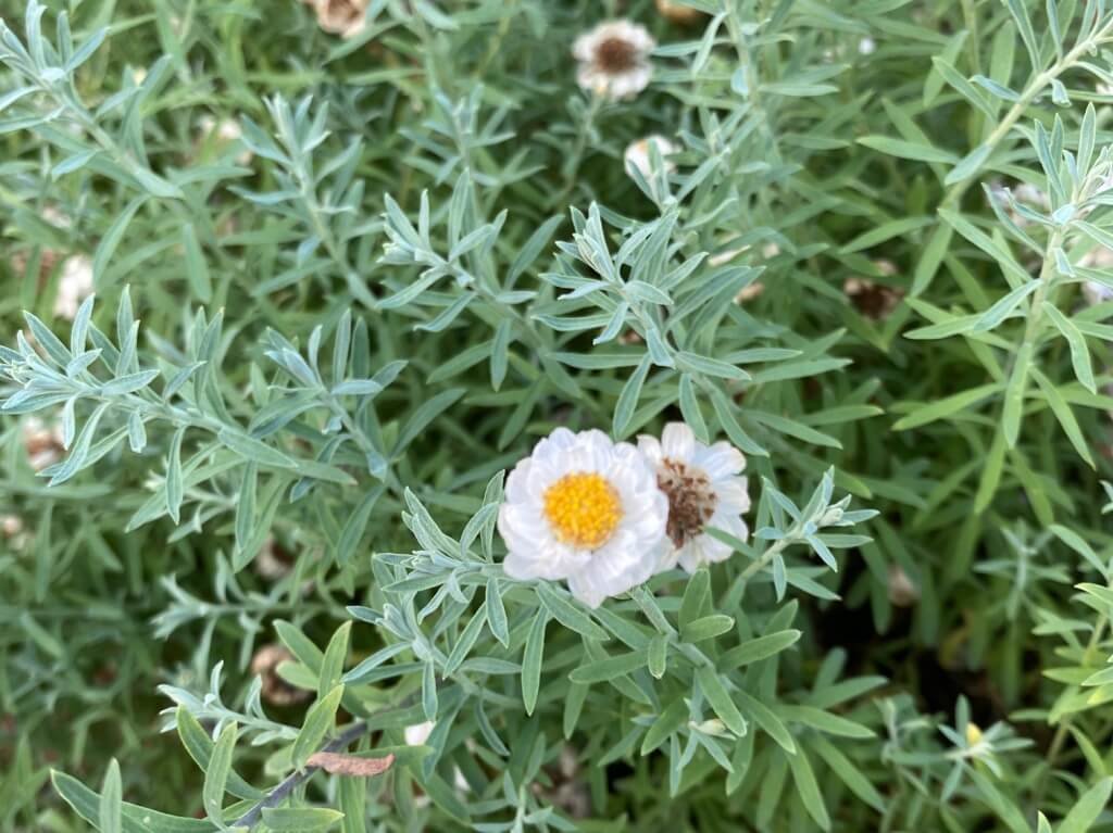 花かんざし 花簪 の花言葉 花の特徴や種類 ハナカンザシとの違いは Greensnap グリーンスナップ