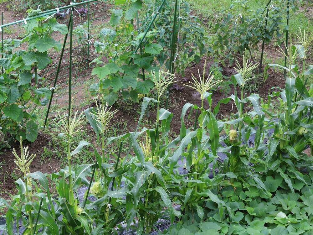 トウモロコシの花言葉 花の特徴や種類 栄養や旬の時期は Greensnap グリーンスナップ
