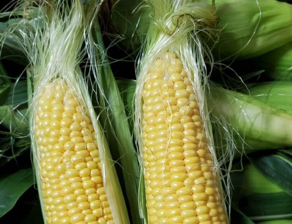 トウモロコシ