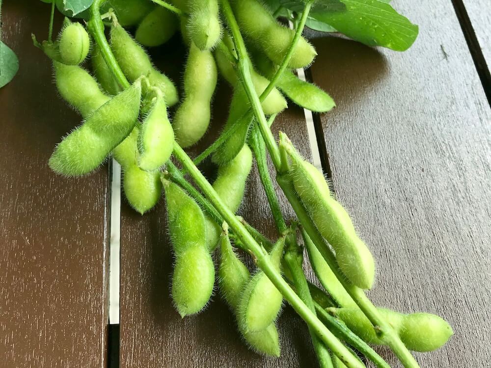 枝豆 エダマメ の栽培 育て方 摘心のコツは プランターでも収穫できる Greensnap グリーンスナップ