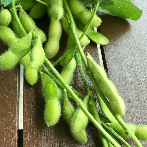 枝豆につきやすい虫 駆除や予防対策は 虫食いの見分け方は Greensnap グリーンスナップ