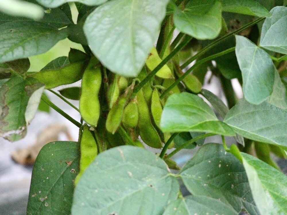 枝豆 エダマメ の栽培 育て方 収穫時期はいつ 種まきや摘心のコツは Greensnap グリーンスナップ