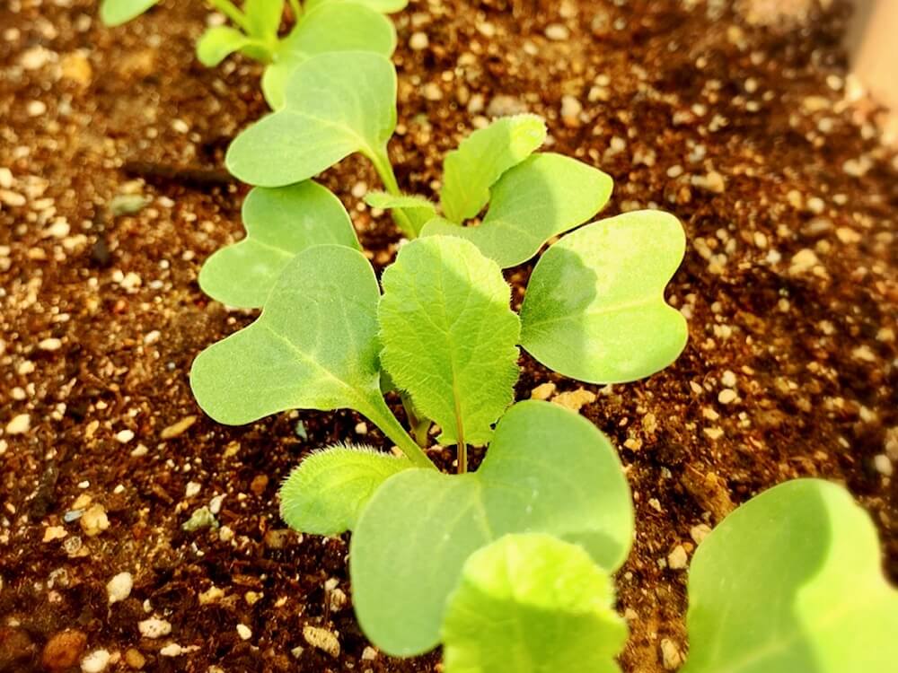 枝豆 エダマメ の栽培 育て方 種まきや摘心のコツは プランターでも収穫できる Greensnap グリーンスナップ