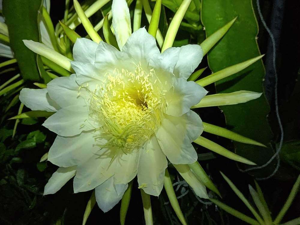ドラゴンフルーツ　白い花
