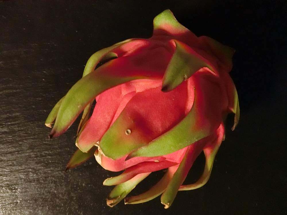 ドラゴンフルーツの花言葉 実の味や栄養 花の特徴や種類は Greensnap グリーンスナップ