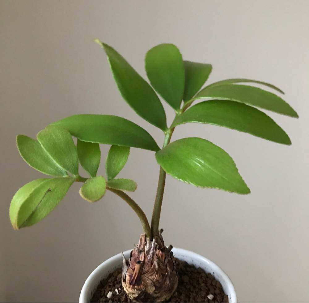 希少】ザミア・フルフラケア/メキシコソテツ8号Zamia furfuracea 2頭