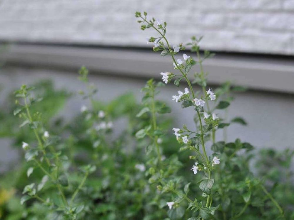 カラミンサ　白い花　地植え