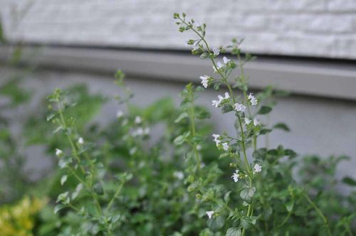 カラミンサの花言葉 花や葉の特徴 種類やハーブとしての効能は Greensnap グリーンスナップ