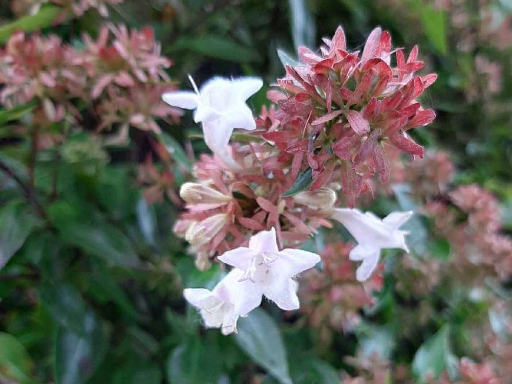 カラミンサ　白い花