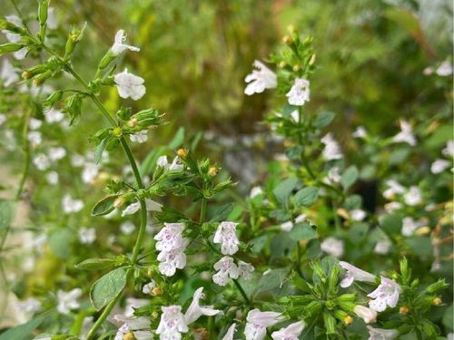 カラミンサの花言葉 花や葉の特徴 種類やハーブとしての効能は Greensnap グリーンスナップ