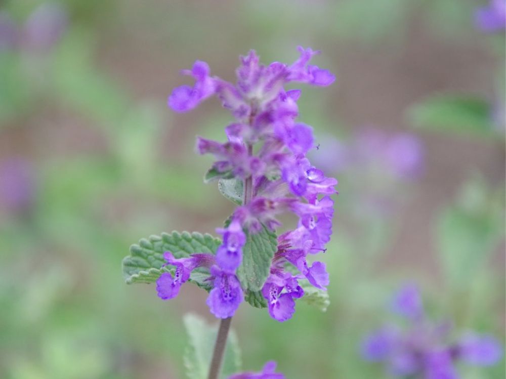 キャットミント