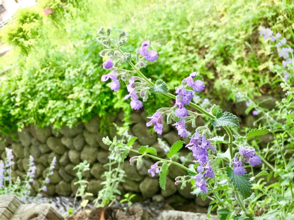 キャットミント