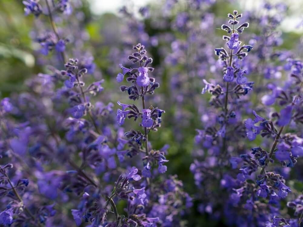 キャットミント