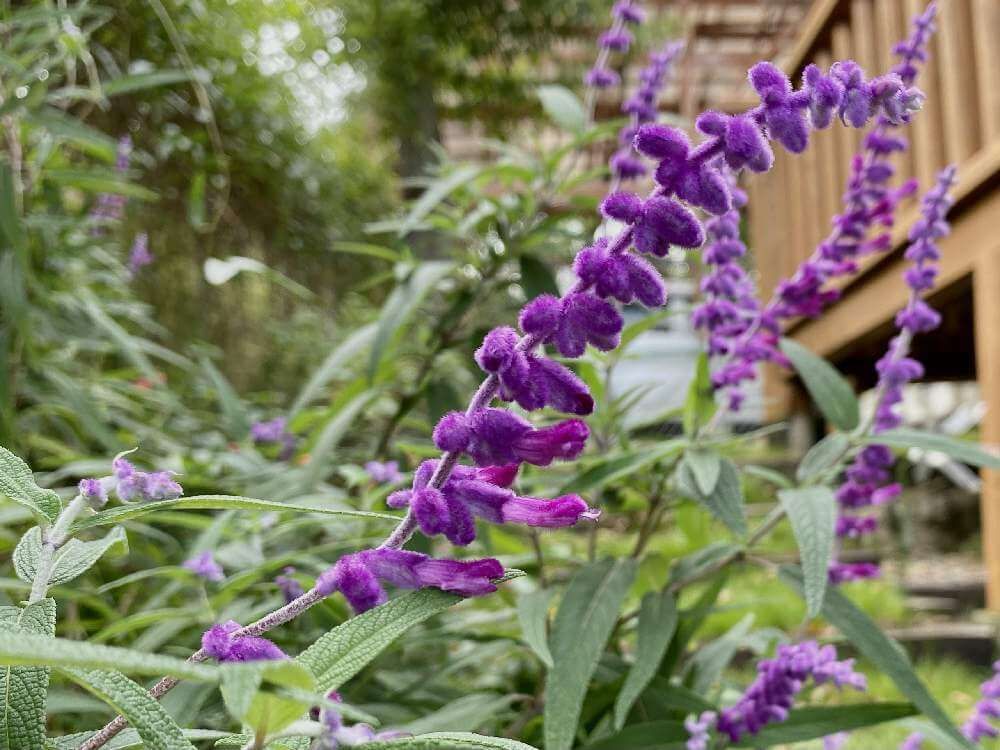 アメジストセージ　紫色の花